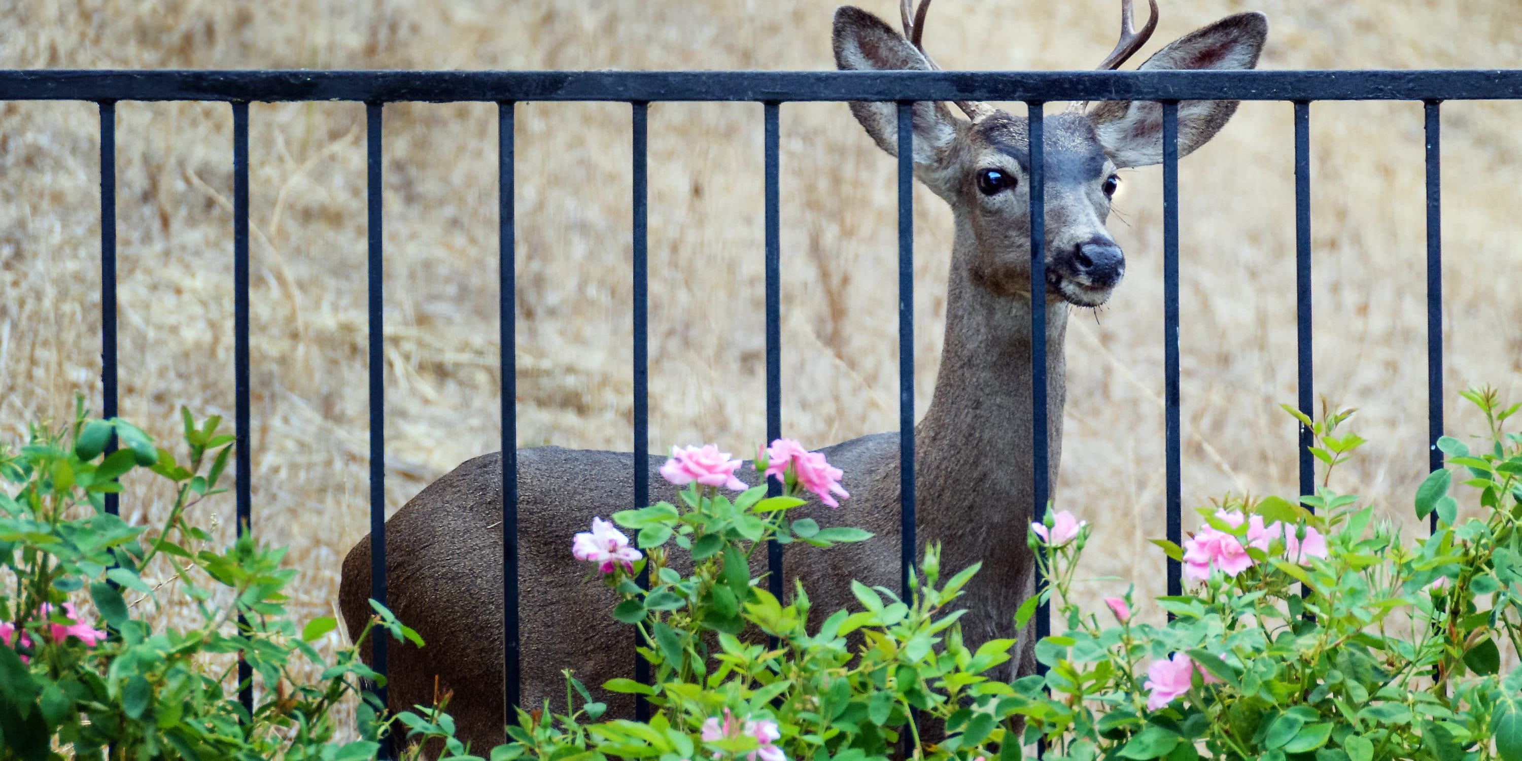 Keeping Deer Out of Your Garden With Fencing Medallion Security